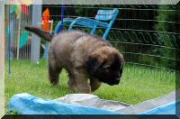 leonberger 082.jpg